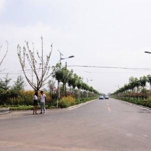 兗州美麗鄉村道路工程